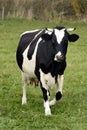 Farm milk cow on a pasture in Poland Royalty Free Stock Photo